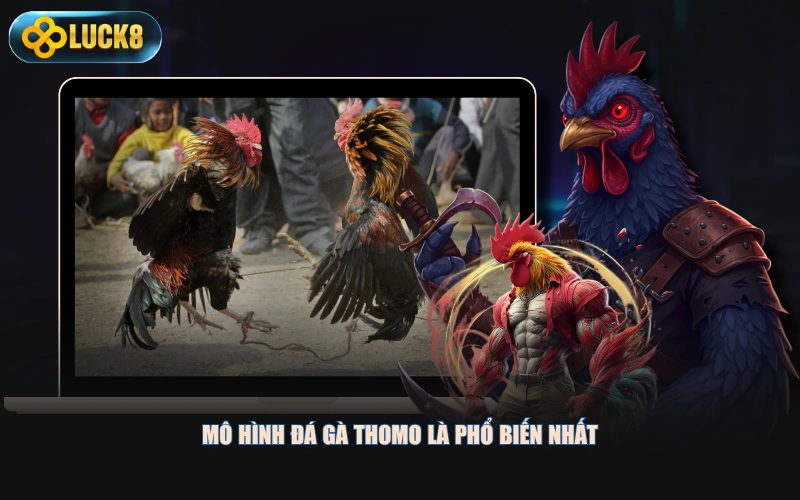 Mô hình đá gà thomo là phổ biến nhất
