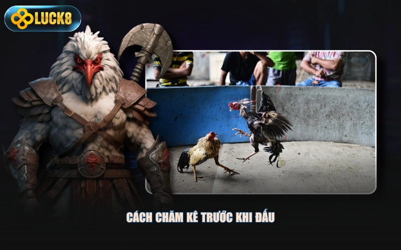 Cách chăm kê trước khi đấu