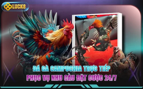 Đá Gà Campuchia Trực Tiếp - Phục Vụ Nhu Cầu Đặt Cược 24/7