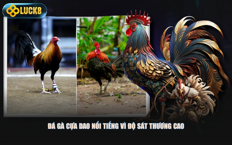 Đá gà cựa dao nổi tiếng vì độ sát thương cao