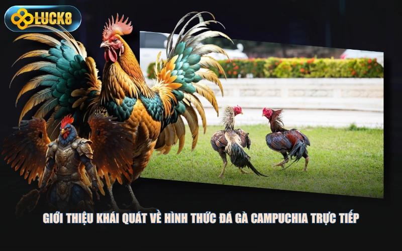 Giới thiệu khái quát về hình thức đá gà Campuchia trực tiếp