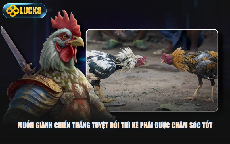 Muốn giành chiến thắng tuyệt đối thì kê phải được chăm sóc tốt