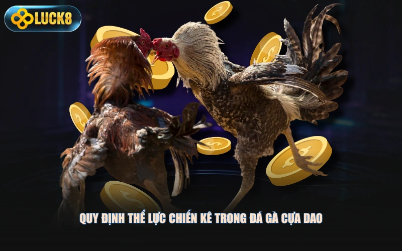 Quy định thể lực chiến kê trong đá gà cựa dao
