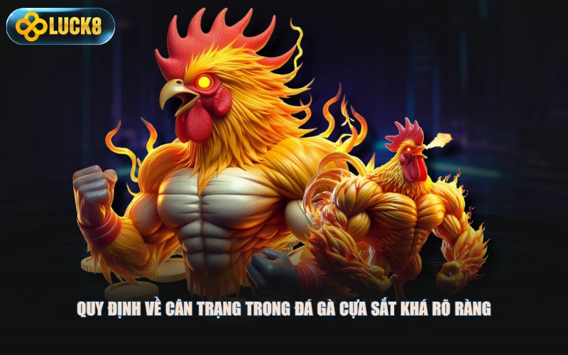 Quy định về cân trạng trong đá gà cựa sắt khá rõ ràng