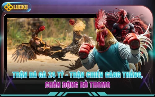 Trận Đá Gà 24 Tỷ - Trận Chiến Căng Thẳng, Chấn Động Bồ Thomo